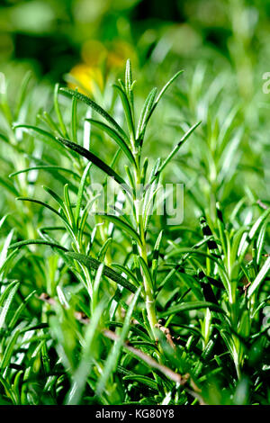 Fermer coup de romarin (rosmarinus officinalis) croissant en plein soleil Banque D'Images
