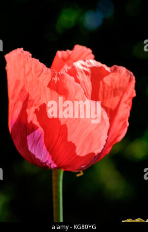Seul rouge coquelicot (Papaver somniferum) éclairé par le soleil Banque D'Images