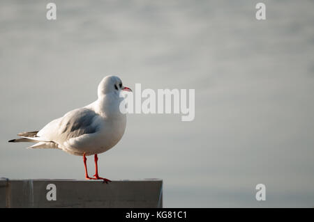 Tête noire non reproductrice ou Chericocephalus Ridibundus ou Gull riant dans les perches de plumage d'hiver dans le parc national de Killarney, en Irlande Banque D'Images