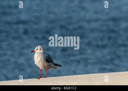 Tête noire non reproductrice ou Chroicocephalus Ridibundus ou Gull riant en plumage d'hiver dans le parc national de Killarney, en Irlande Banque D'Images