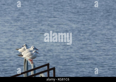 Goélands à tête noire non reproducteurs ou Chericocephalus Ridibundus ou Gull riant en hiver, perchoir sur la rampe de la jetée à la lumière du coucher du soleil. Banque D'Images