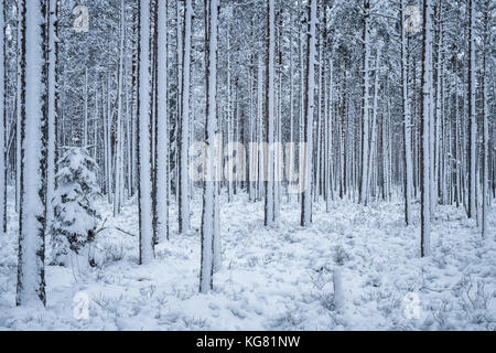 Première neige neige en soirée d'hiver dans une forêt Finlande Banque D'Images