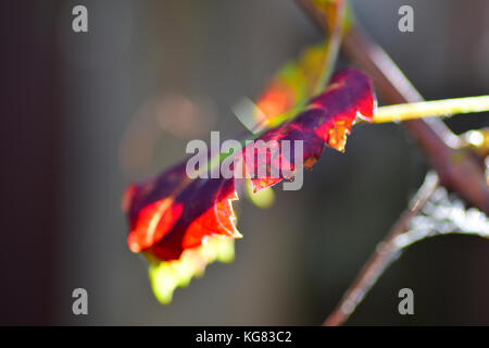 Brunissement de feuille de vigne d'automne Banque D'Images