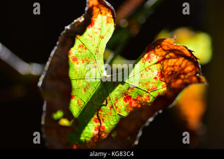 Brunissement de feuille de vigne d'automne Banque D'Images