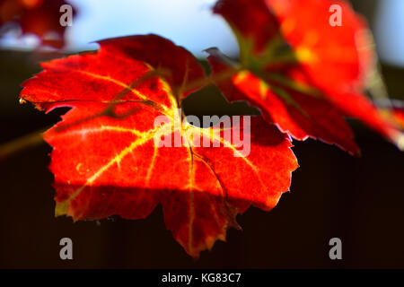 Brunissement de feuille de vigne d'automne Banque D'Images