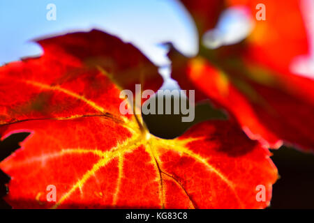 Brunissement de feuille de vigne d'automne Banque D'Images