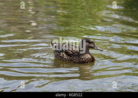 Une femelle falcated duck (mareca falcata) Nager dans un lac dans le sud de l'Angleterre à arundel Banque D'Images