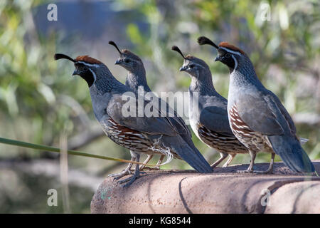 La caille de gambel callipepla gambelii), (Bosque del Apache, National Wildlife Refuge, Nouveau Mexique, USA. Banque D'Images