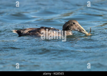 , Eider dans la mer manger un crabe, Close up Banque D'Images