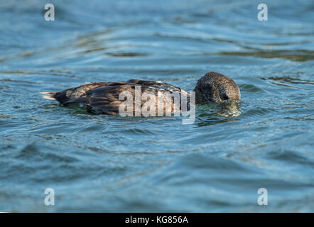 , Eider dans la mer à la recherche de nourriture, Close up Banque D'Images