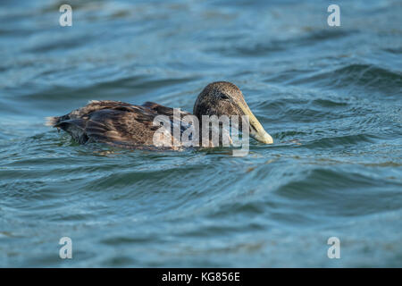 , Eider dans la mer à la recherche de nourriture, Close up Banque D'Images