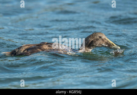 , Eider dans la mer manger un crabe, Close up Banque D'Images