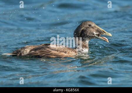 , Eider dans la mer manger un crabe, Close up Banque D'Images