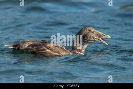 , Eider dans la mer manger un crabe, Close up Banque D'Images