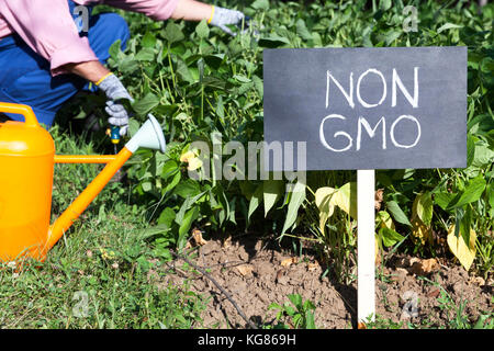 Exploitant agricole travaillant dans la non-potager génétiquement modifiés Banque D'Images