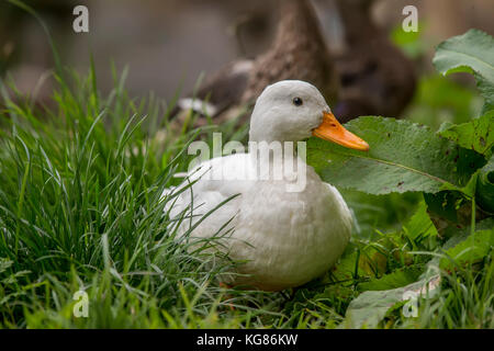 Canard de Pékin, assis sur une berge Banque D'Images