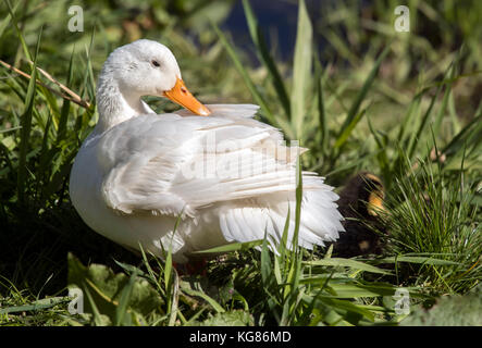 Canard de Pékin, assis sur la berge à côté de la rivière Banque D'Images