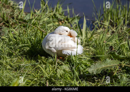 Canard de Pékin, assis sur la berge à côté de la rivière Banque D'Images