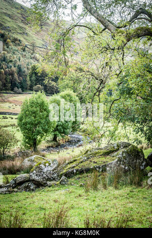 Un petit bosquet d'arbres dans un pré près de Coniston dans le Parc National de Lake District Banque D'Images