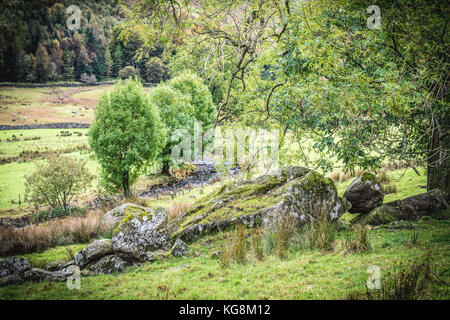 Un petit bosquet d'arbres dans un pré près de Coniston dans le parc national de lake district Banque D'Images