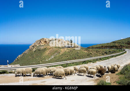 Un troupeau de moutons bloquer la route à Apollonas, côté nord de l'île de Naxos, Cyclades, Mer Égée, Grèce Banque D'Images