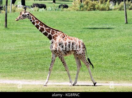 Une girafe promenades le long d'un chemin bien usé dans un champ, Busch Gardens, Tampa Bay, Tampa, Florida, USA Banque D'Images