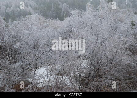 Tempête de glace à Conception Bay South, NL, Canada. Forte accumulation de glace sur les arbres. les arbres se pencha sur du poids du poids., du brouillard givrant dans l'air. Banque D'Images