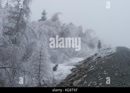 Tempête de glace à Conception Bay South, NL, Canada. Forte accumulation de glace sur les arbres. les arbres se pencha sur du poids du poids., du brouillard givrant dans l'air. Banque D'Images