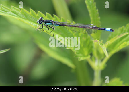 Demoiselle à queue bleue (Ischnura elegans), homme reposant sur une feuille d'ortie, wwt welney, Norfolk, Angleterre, Royaume-Uni. Banque D'Images