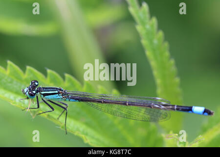 Demoiselle à queue bleue (Ischnura elegans), homme reposant sur une feuille d'ortie, wwt welney, Norfolk, Angleterre, Royaume-Uni. Banque D'Images