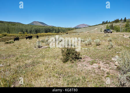 Véhicule 4x4 de pâturage du bétail de montagne passant comme il se conduit le long d'un chemin de terre sinueux à travers les montagnes sur un hors-route locations Banque D'Images