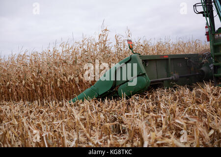 Barre de coupe, d'une moissonneuse-batteuse, la récolte d'un champ de maïs en close up detail Banque D'Images