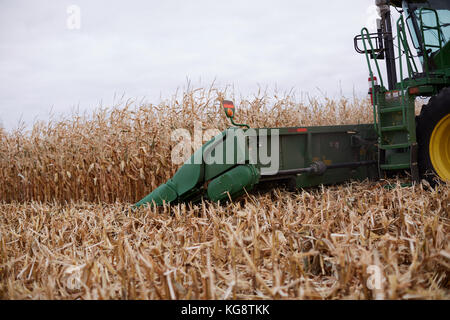 Fermer la barre de coupe, d'une moissonneuse-batteuse de la récolte d'un champ de maïs de l'automne Banque D'Images