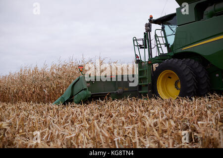 Agriculteur de la récolte de maïs dans une moissonneuse-batteuse avec une vue de côté de la cabine et la barre de coupe comme il coupe le maïs Banque D'Images