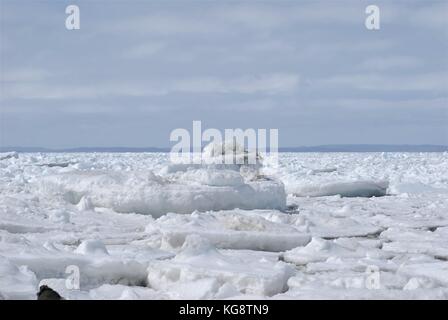 Pack de glace dans la baie, Conception Bay South, à Terre-Neuve-Labrador Banque D'Images