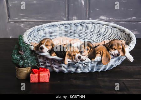 Six chiots beagle dans panier de couchage. jeune chiot beagle. boîte-cadeau avec arc rouge et l'arbre de Noël à côté d'un panier. Banque D'Images