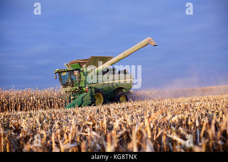 Low angle view sur chaumes coupés, frais d'une moissonneuse-batteuse de la récolte du maïs avec le bras levé contre un ciel nuageux ciel bleu au coucher du soleil Banque D'Images