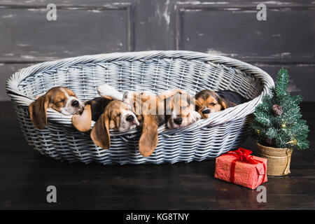 Six chiots beagle dormir dans le panier. Jeune chiot beagle. Boîte-cadeau avec arc rouge et l'arbre de Noël à côté d'un panier. Banque D'Images