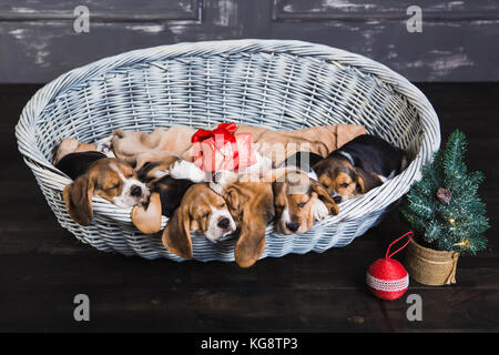 Six chiots beagle dans panier de couchage. jeune chiot beagle. arbre de Noël à côté d'un panier. vue d'en haut. Banque D'Images