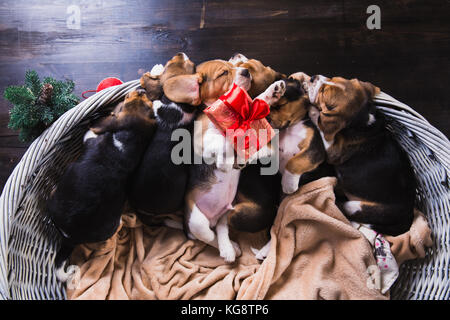 Six chiots beagle dans panier de couchage. jeune chiot beagle. boîte-cadeau avec arc rouge et à côté de l'arbre de Noël un panier. vue d'en haut. Banque D'Images