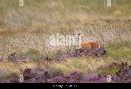 Chevreuil, Capreolus capreolus, seule femelle adulte au milieu de la lande de bruyère. Les hautes terres, de Lochindorb, Ecosse, Royaume-Uni. Banque D'Images