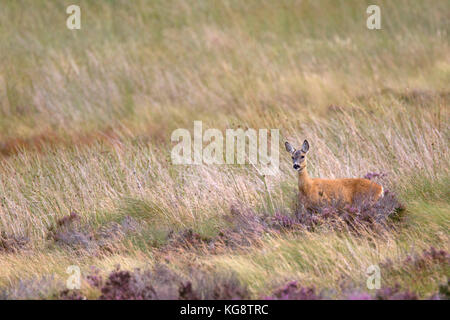 Chevreuil, Capreolus capreolus, seule femelle adulte au milieu de la lande de bruyère. Les hautes terres, de Lochindorb, Ecosse, Royaume-Uni. Banque D'Images