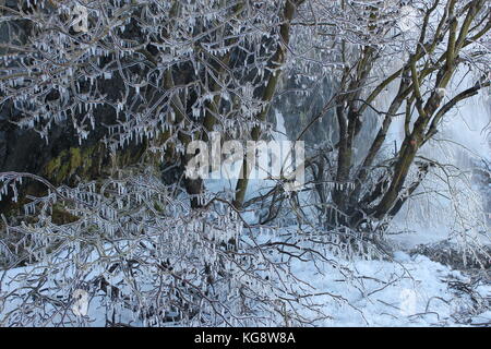 Couvrir d'arbres dans les glaces, causée par la pulvérisation d'une petite cascade à l'ombre, les Banque D'Images