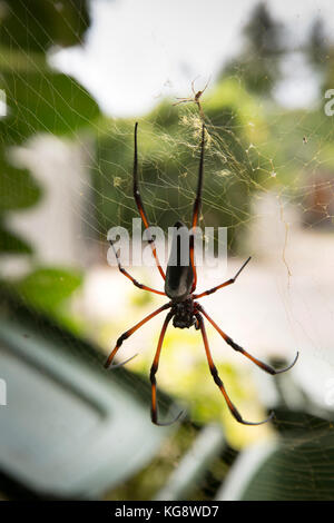 Les Seychelles, La Digue, la faune, la femme araignée Nephila inaurata, Palm , red-legged spider globe doré au centre du site web Banque D'Images