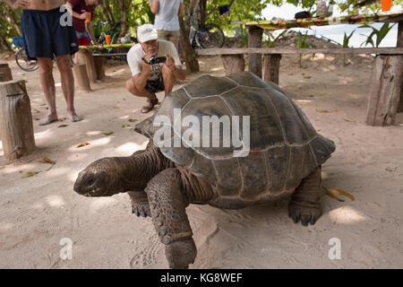 Les Seychelles, La Digue, Anse sévère, les tortues géantes d'Aldabra apporter filmé par tourist Banque D'Images