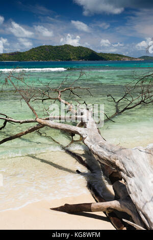 Les Seychelles, La Digue, Anse Banane blanchie sun tree sur le rivage Banque D'Images