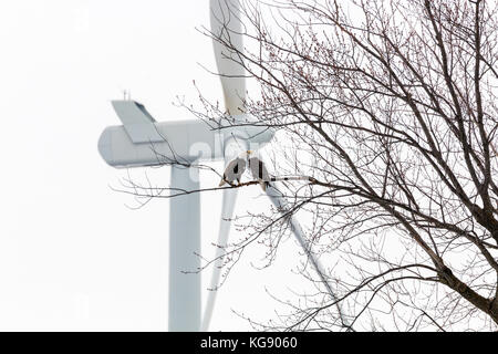 Couple de pygargues à tête blanche (Haliaeetus leucocephalus), Dexter, Minnesota, USA Banque D'Images