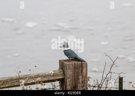 Martin-pêcheur d'Amérique (Megaceryle alcyon), Dakota du Sud, USA Banque D'Images