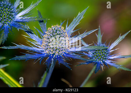 Holly mer, également connu sous le nom de eryngium, a feuilles bleu ou de bractées, vu dans jardin dans seward park, Seattle Banque D'Images