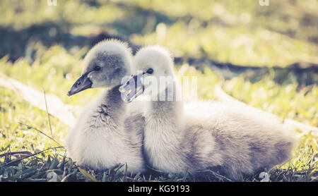 Close up image d'une paire de jolie de cygne noir (Cygnus atratus) cygnets Banque D'Images